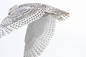 Owl, Snowy, 2014-022239779 Parker River NWR, MA